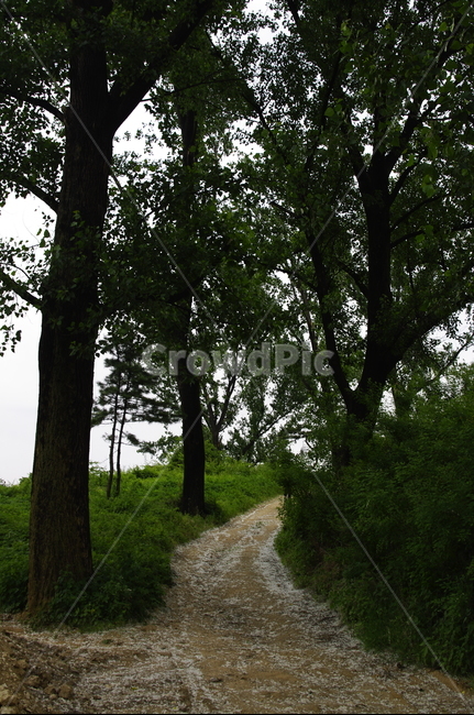 길,나무,식물,plant,자연,nature