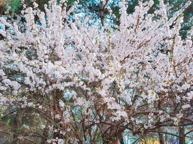 벚꽃,꽃,여의도,봄,꽃나무,벚꽃나무,식물,자연,plants,nature,봄,계절,spring,season,꽃,flower,plant,blossom,cherry blossom