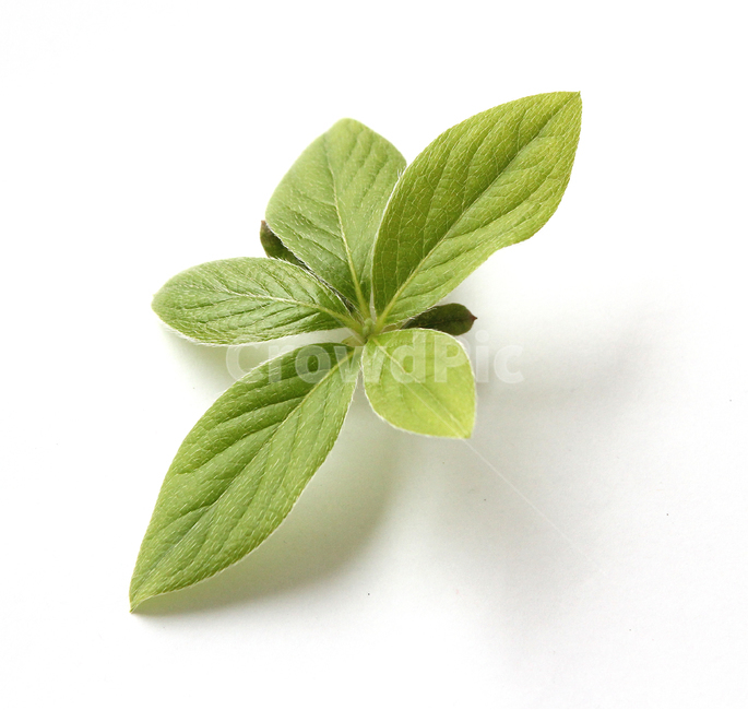 closeup,fresh,green,leaf,leaves,macro,natural,nature,plant,white,식물,클로즈업,나뭇잎,잎,신선한,그린,녹색,자연,흰배경,화이트,식물,자연,plants,nature,누끼,remove background