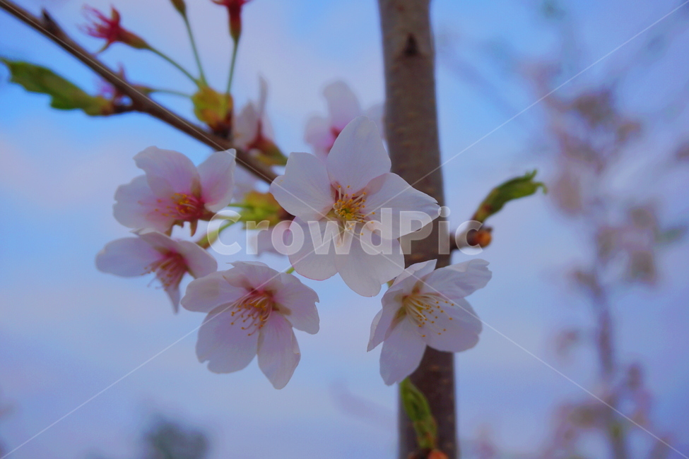 봄,벚꽃,꽃,나무,식물,자연,감성,봄,계절,spring,season,plant,blossom,flower