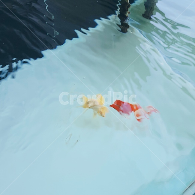 물고기,붕어,금붕어,여름,어항,물,파란,푸른,water
