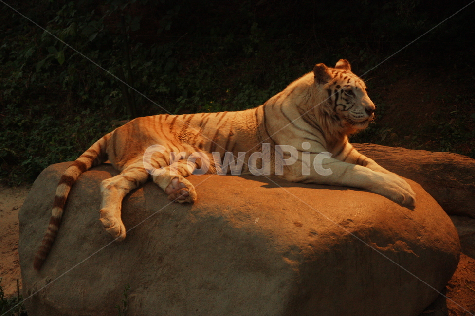 tiger,호랑이,wildlife,야생동물,동물,포유류,mammal,animal,동물,animal,포유류,mammal