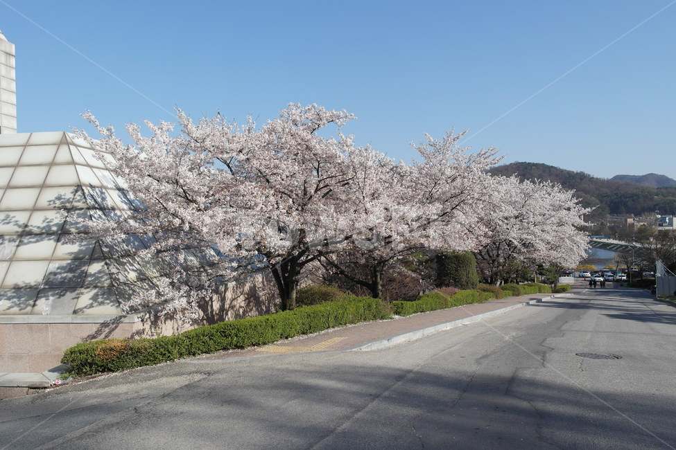 단국대,단국대학교,단국대벚꽃,벚꽃엔딩,벚꽃,벚꽃만개