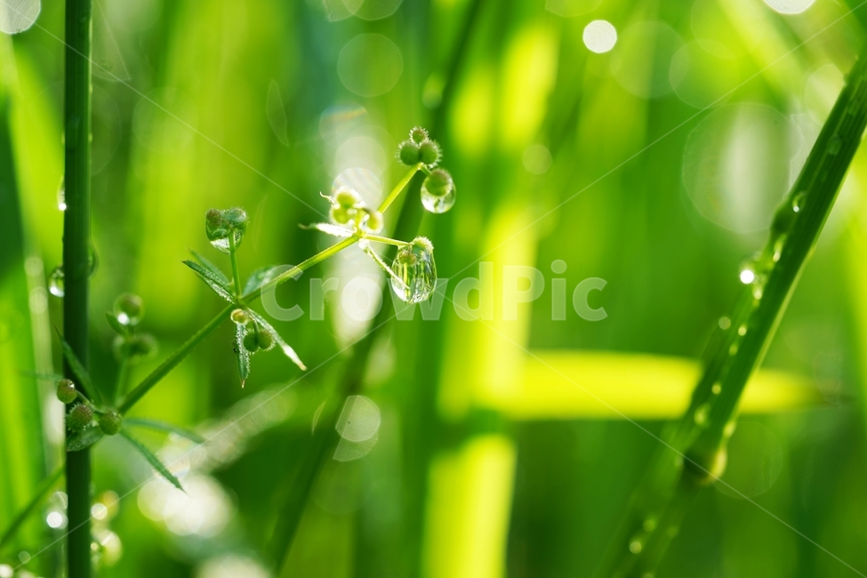 빗방울,비,아침햇살,풀,물방울,빛,식물,자연,plants,nature,휴식,힐링,rest,relaxation,healing