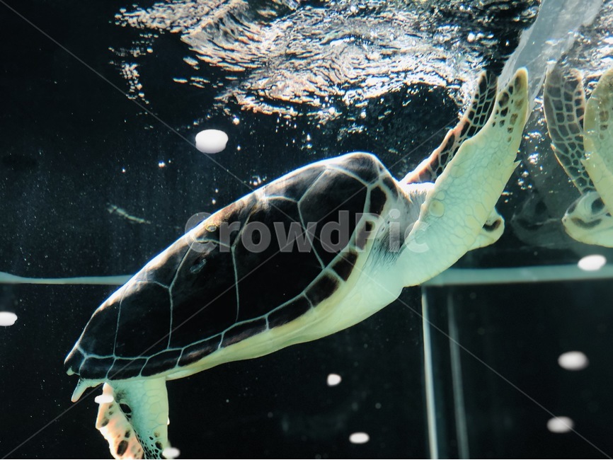 turtle,터틀,reptile,seaturtle,바다거북,sealife,해양생물,animal,동물,거북이,수족관,야생거북,물속,수영,동물,animal,파충류,양서류,reptile,amphibian