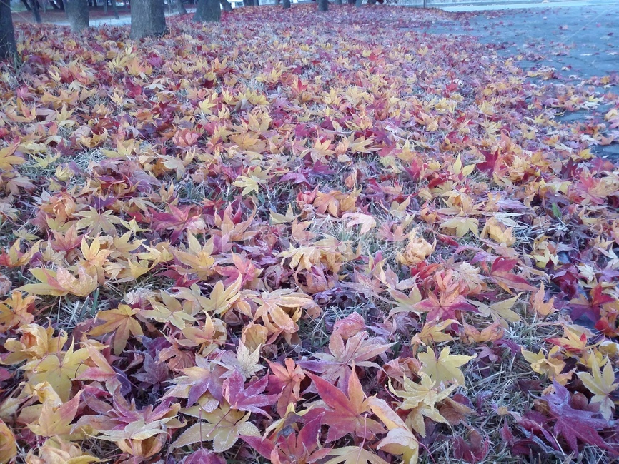 leaf,잎,plant,식물,단풍,낙엽,가을,계절,fall,autumn,season,식물,자연,plants,nature