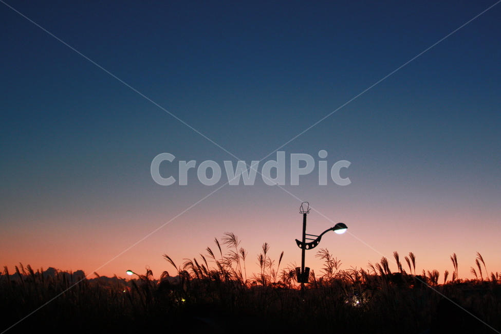 갈대,억새,하늘공원,일몰,하늘,자연,풍경,nature,landscape,grass,잔디,plant,식물,outdoors,옥외