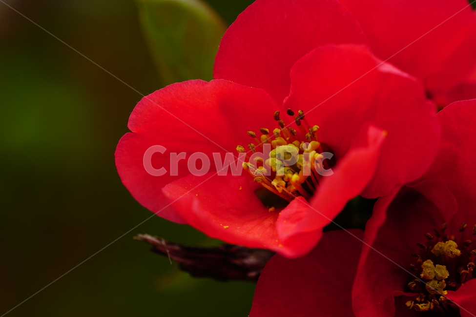 명자나무꽃,명자나무,산당화,봄,봄꽃,꽃,플라워,flower,spring,4월,april,장미과,명자꽃,식물,plants,chaenomelesspeciosa,붉은,접사,클로즈업,closeup,붉다,붉은꽃,빨간꽃,red,빨강,macrophotography