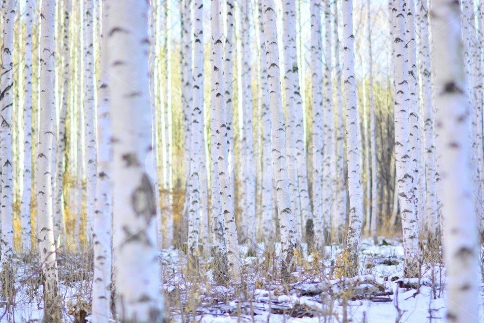 나무,숲,겨울풍경,인제자작나무숲,풍경사진,겨울,계절,winter,season,자연,풍경,nature,landscape,식물,plants,trees,wood,인제,자작나무숲,설경,감성,감성사진,눈,겨울여행,여행,travel,빛,햇빛,역광,역광사진,빛사진,sunshine,겨울,계절,winter,season,식물,자연,plants,nature,나무,trees,wood