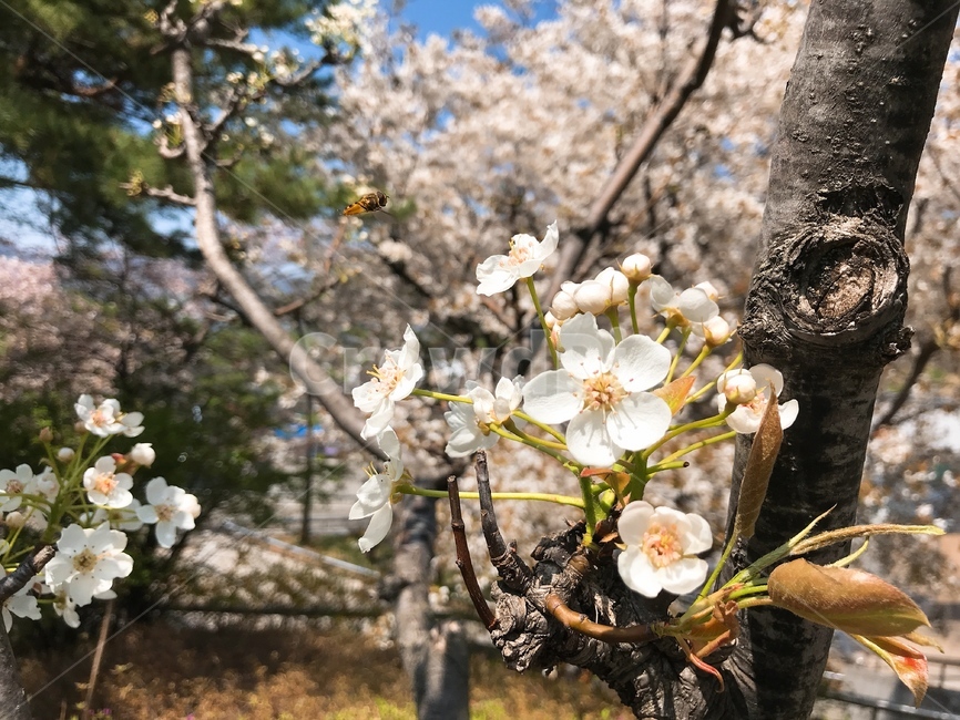 봄,벚꽃,분홍,봄날씨,산책