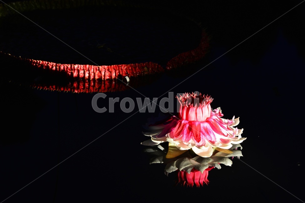 lighting,조명,plant,식물,flower,blossom,꽃,밤,야경,연꽃,수련,빅토리아연,빅토리아연꽃