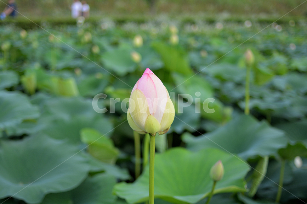 꽃,식물,연꽃,봉우리,분홍,색,색깔,색감,부드러움,산책,공원,식물,자연,plants,nature,꽃,flower
