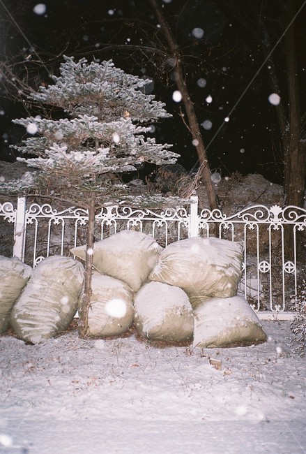 눈,겨울,제설,소나무,winter,겨울,계절,winter,season,자연,풍경,nature,landscape,야경,밤,nightscape,night,outdoors,옥외