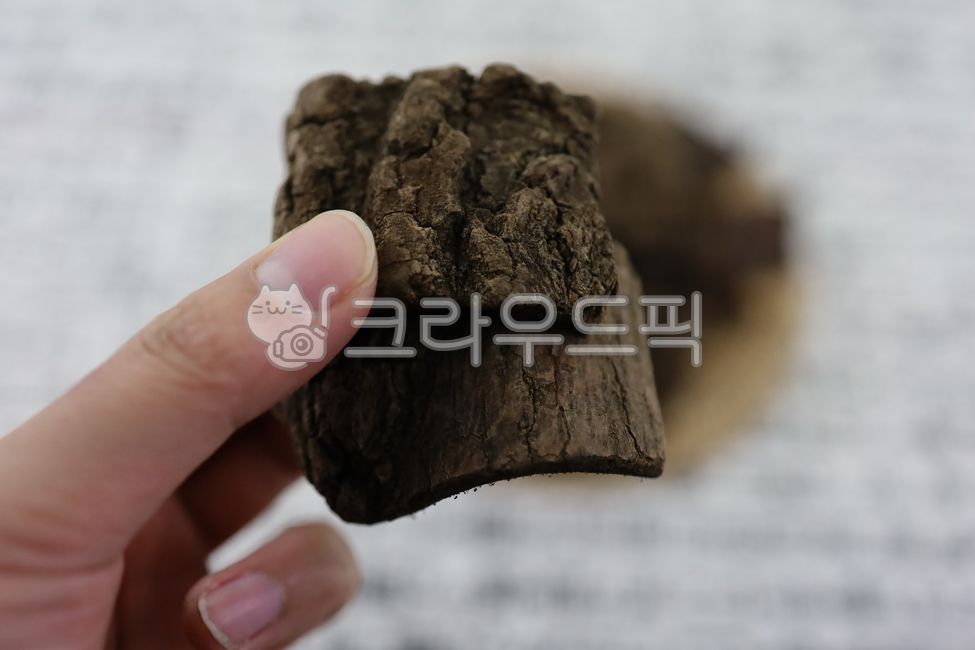 Euchung,cephalic shell,tree bark,tree,Roasted Tofu Chung,dried head worm