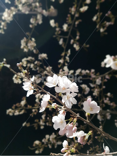 벚꽃,밤,꽃,꽃봉우리,봄,봄꽃,야간,flower,검정,어두움,spring,season