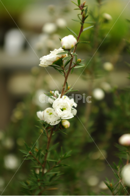 꽃,flower,식물,color,호주매화,식물,자연,plants,nature,꽃,flower