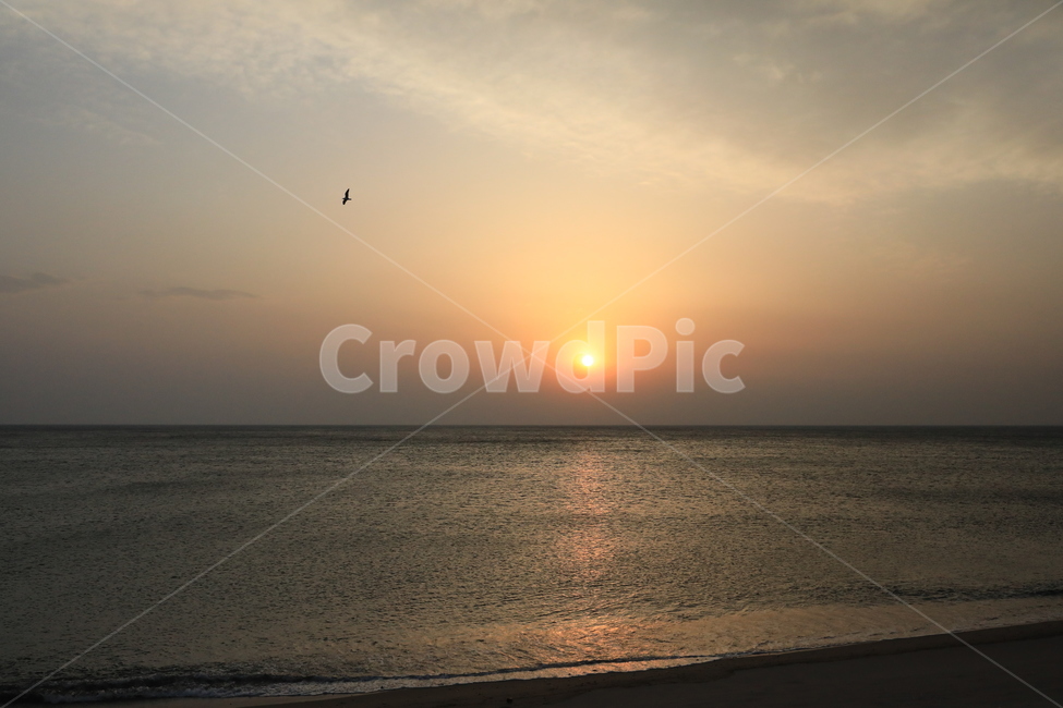 동해안,일출,바다,하늘,풍경,sea,dawn,sunrise,sky,자연,풍경,nature,landscape,해변,바다,beach,sea,outdoors,옥외,sunlight,햇빛,animal,동물,bird,새