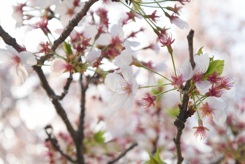 꽃보라동산,벚꽃,꽃,나무,봄,나들이,산책,분홍,잎,꽃잎,식물,자연,plants,nature,봄,계절,spring,season,꽃,flower,plant,blossom