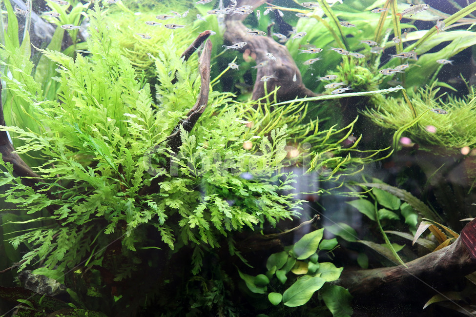 수조,열대어,어항,물고기,수초,식물,자연,plants,nature