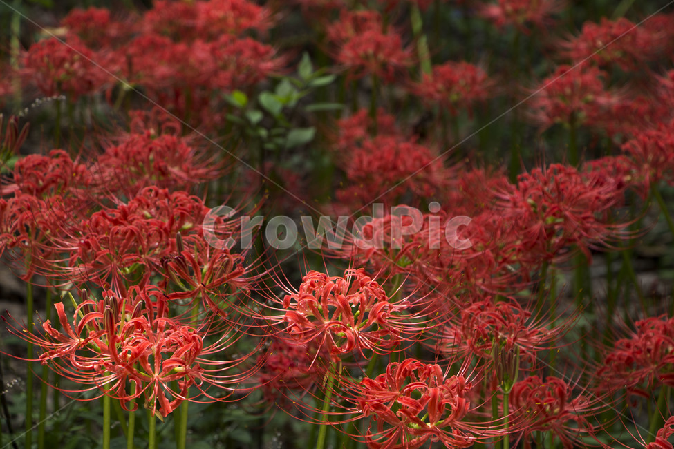 꽃무릇,상사화,꽃,식물,자연,여름,배경,식물,자연,plants,nature,꽃,flower