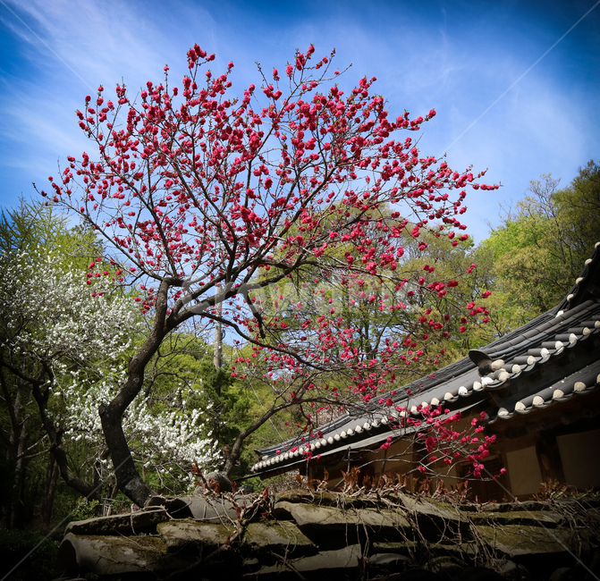 개심사,봄,홍벚꽃,겹벚꽃,한옥,자연,풍경,봄,계절,spring,season,한국전통,한국문화,korean traditional,korean culture,건축물,건물외관,exterior,building,structure,architecture,construction,plant,식물