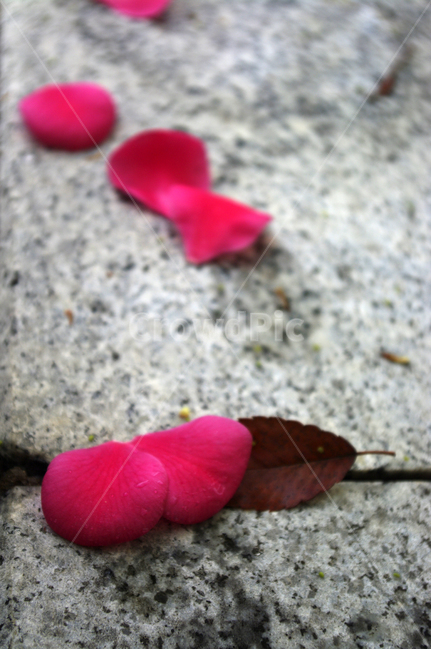 꽃,flower,꽃잎,낙화,계절,봄,spring,식물,plant,자연,nature,꽃,flower