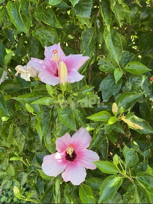 plant,식물,flower,꽃,blossom,식물,자연,plants,nature,꽃,flower