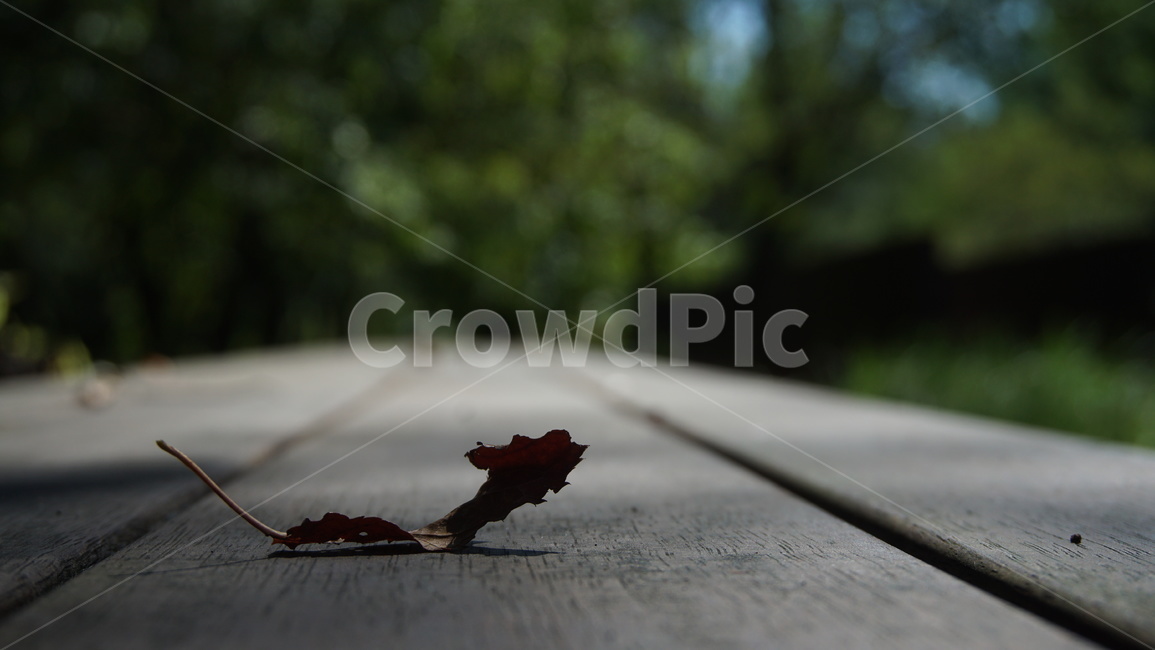 leaf,잎,plant,식물,tree,나무,가을,자연,휴식,낙엽