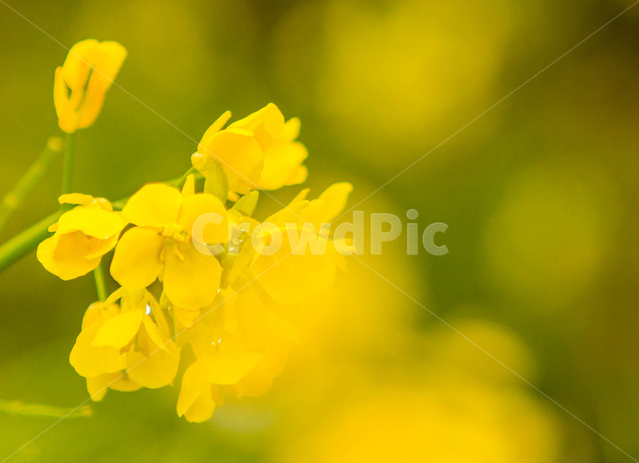 유채꽃,꽃밭,노란꽃,봄꽃,꽃,봄날,봄,계절,spring,season,식물,자연,plants,nature,꽃,flower,plant