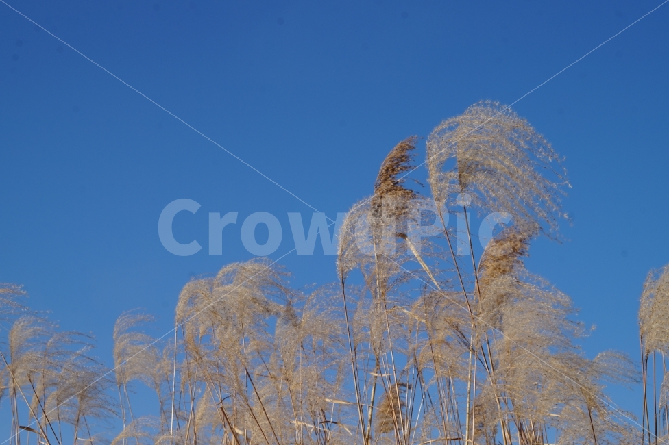가을,억새,바람,하늘,풍경,하늘공원,감성,fall,wind,sky,파란,silvergrass,가을,계절,fall,autumn,season,식물,자연,plants,nature,plant,grass,잔디,lawn