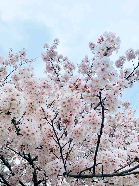 벚꽃,벚꽃나무,식물,flower,꽃,blossom