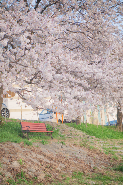 봄,계절,벚꽃,자연,풍경,봄꽃,꽃,blossom,cherryblossom,식물,plant,spring,season,nature,landscape,의자,벤치,bench,chair,봄,계절,spring,season,자연,풍경,nature,landscape,furniture,가구