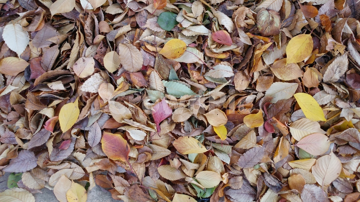 낙엽,가을,노랑,갈색,고독,쓸쓸함,빛바램,가을,계절,fall,autumn,season,leaf,잎,plant,식물,ground,바닥