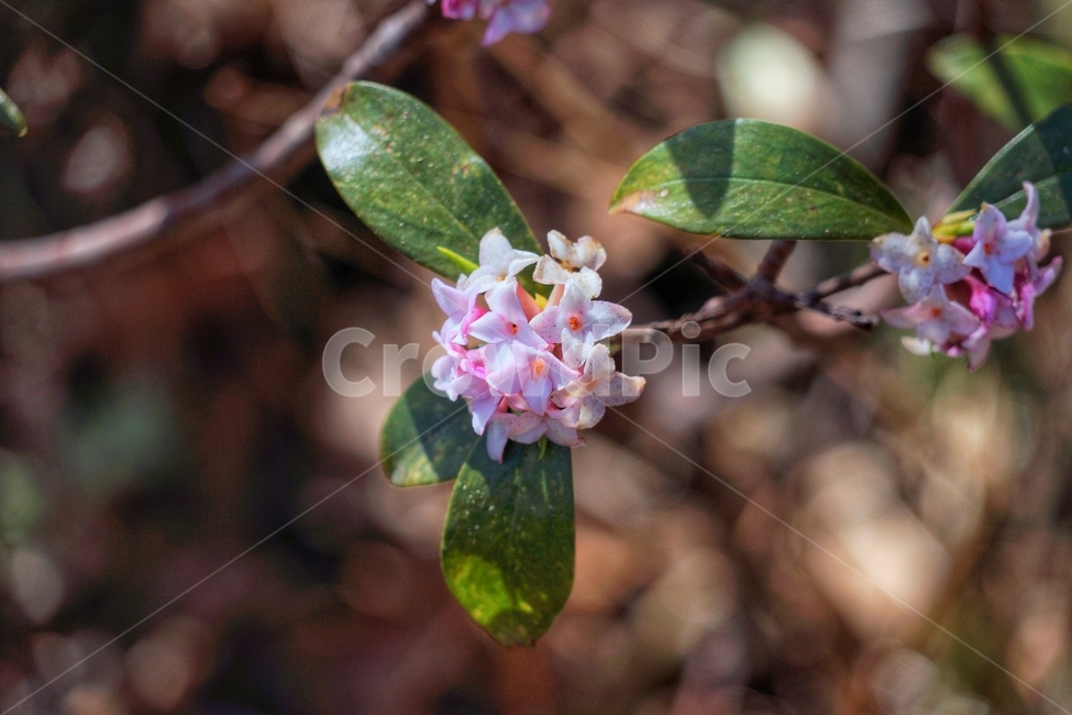 꽃,봄,식물,plant,flower,분홍,pink,나무,봄,계절,spring,season,식물,자연,plants,nature,꽃,flower,blossom