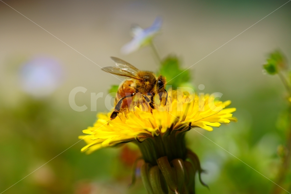 벌,민들레,보케,풍경,매크로,식물,자연,plants,nature,동물,animal,봄,계절,spring,season,곤충,벌레,insect,bug,꽃,flower,bee,invertebrate,무척추 동물,honey bee,꿀벌