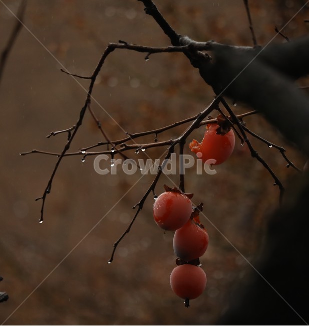홍시,감나무,자연,감,아름다움,행복,식물,자연,plants,nature,나무,trees,wood,과일,열매,fruit
