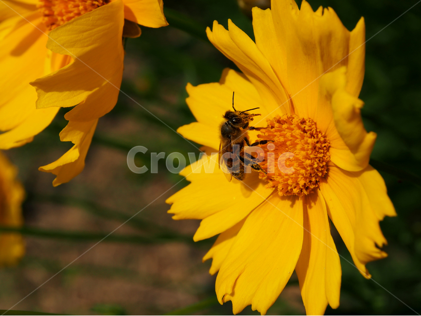 꿀벌,꽃,들꽃,flower,bee,식물,자연,plants,nature,꽃,flower,동물,animal,곤충,벌레,insect,bug