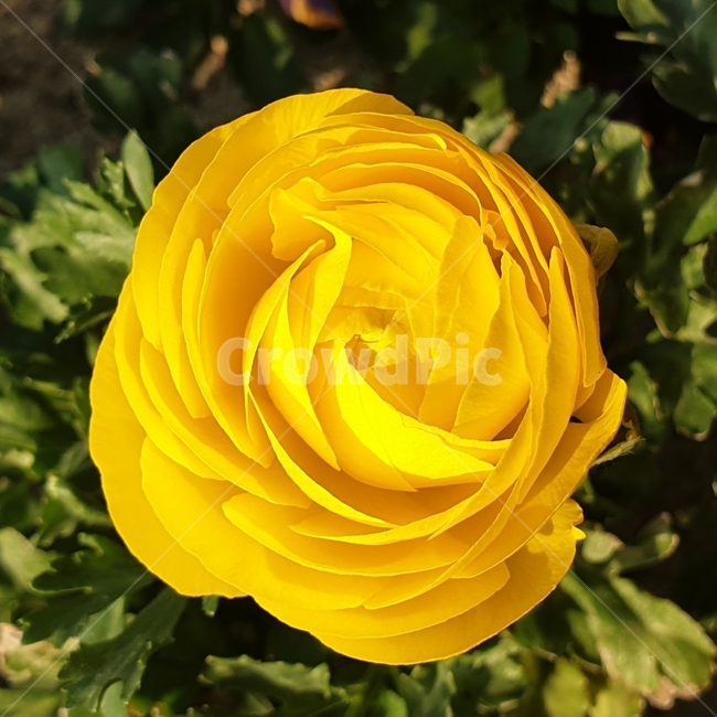 꽃,식물,노랑,노란색,꽃잎,라넌큘러스,색깔,flower,plants,yellow,ranunculus
