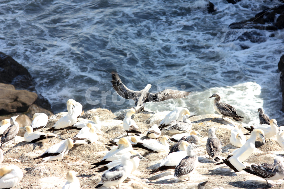 가넷,갈매기,새,garnet,seagull,gull,바다새,하늘,바다,둥지,동물,animal,조류,새,birds