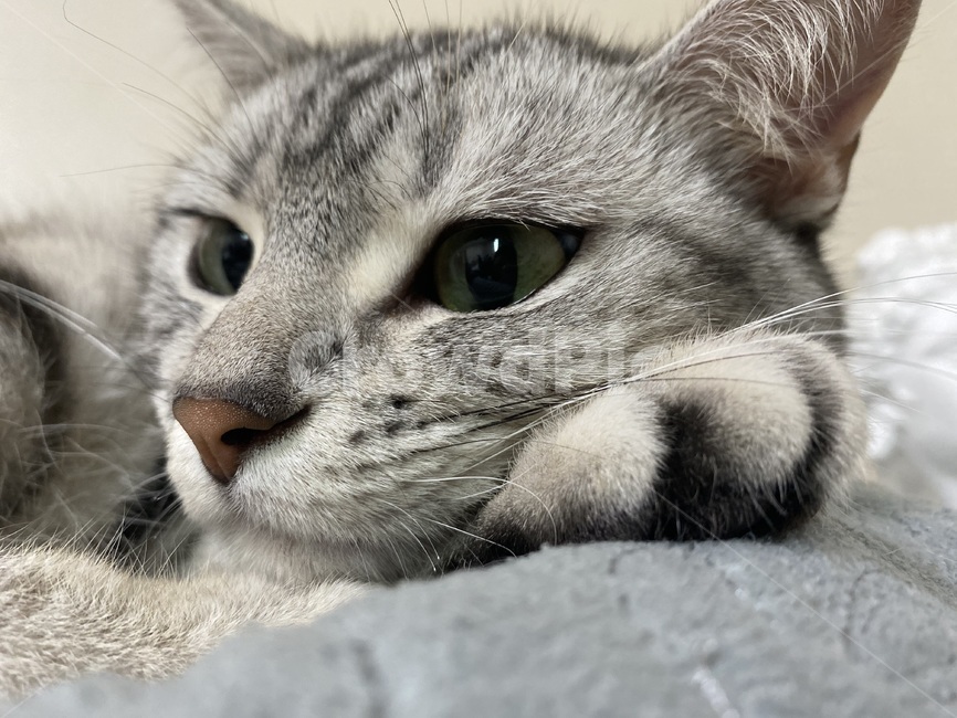 고양이,큰고양이,아메리,아메리칸숏헤어,귀여움,냥이,회색