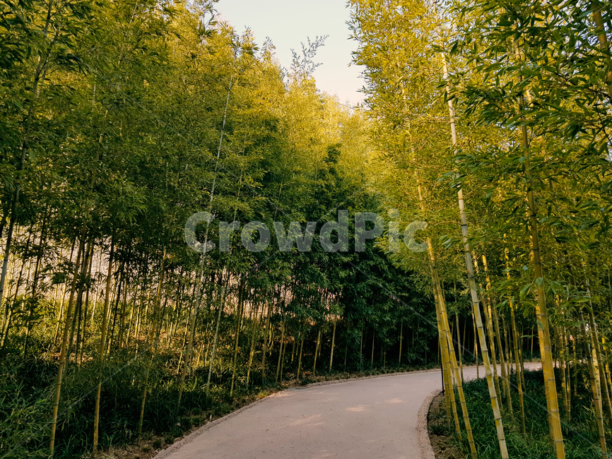 산책,길,나무,식물,자연,풍경,하늘,walk,road,plant,tree,힐링,healing,landscape,scenery,scene,view,sight,산림,휴양,rest,nature,sky,초록,green