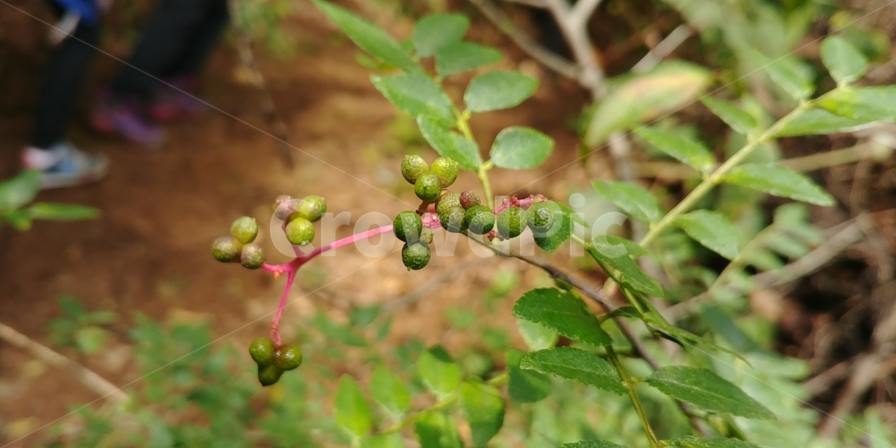 산초나무,산초나무열매,산초나무잎,식물,food,식물,자연,plants,nature,과일,열매,fruit