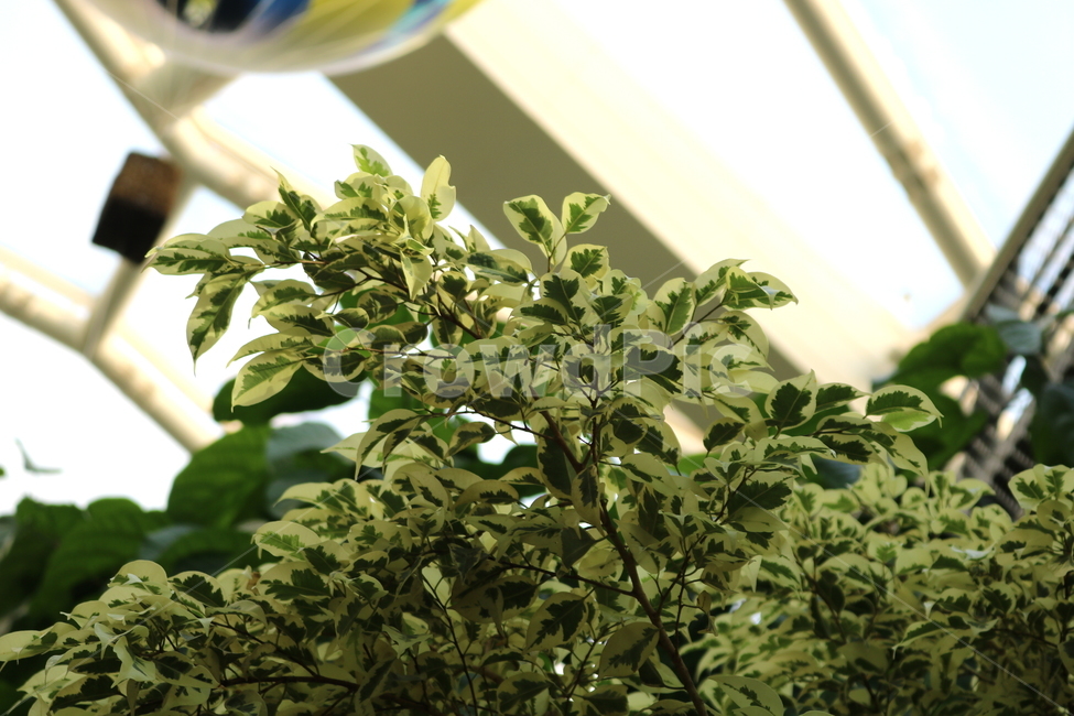 나무,식물,벤자민고무나무,벤자민,고무나무,벤자민나무,뽕나무과,상록성관목,공기정화용식물,자연,식물원,식물,자연,plants,nature