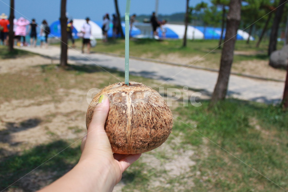 제주도,여름,바다,해변,해수욕장,코코넛,제주바다,여행,열대열매,여자수
