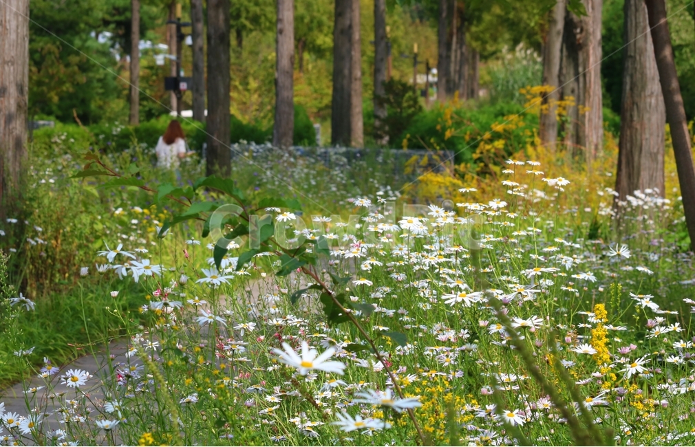 plant,식물,가을,데이지,flower,식물,자연,plants,nature,꽃,flower,나무,trees,wood
