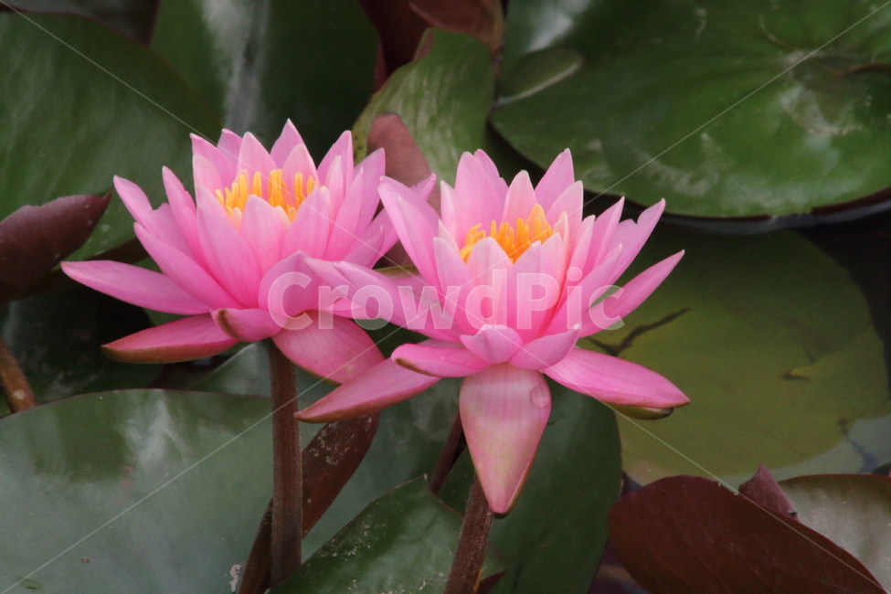 연,수련,꽃,식물,waterlily,식물,자연,plants,nature,꽃,flower