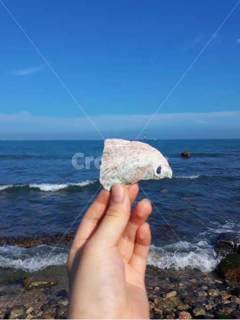 조개껍데기,조개,하늘,바다,손