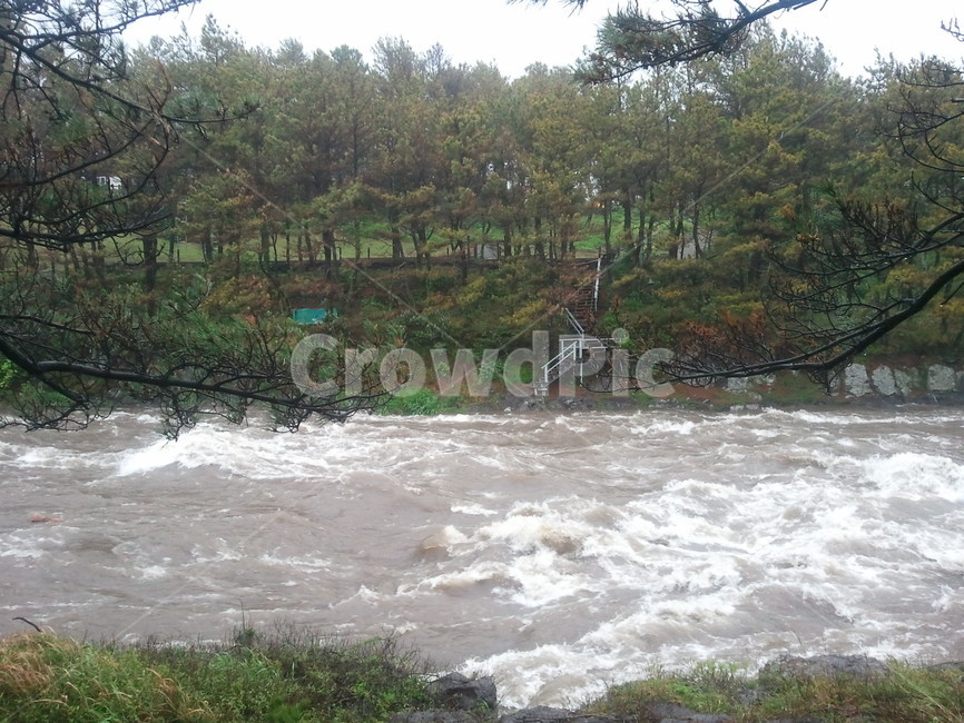 제주도,강정마을,폭우,강물,비,자연,풍경,nature,landscape,flood,홍수