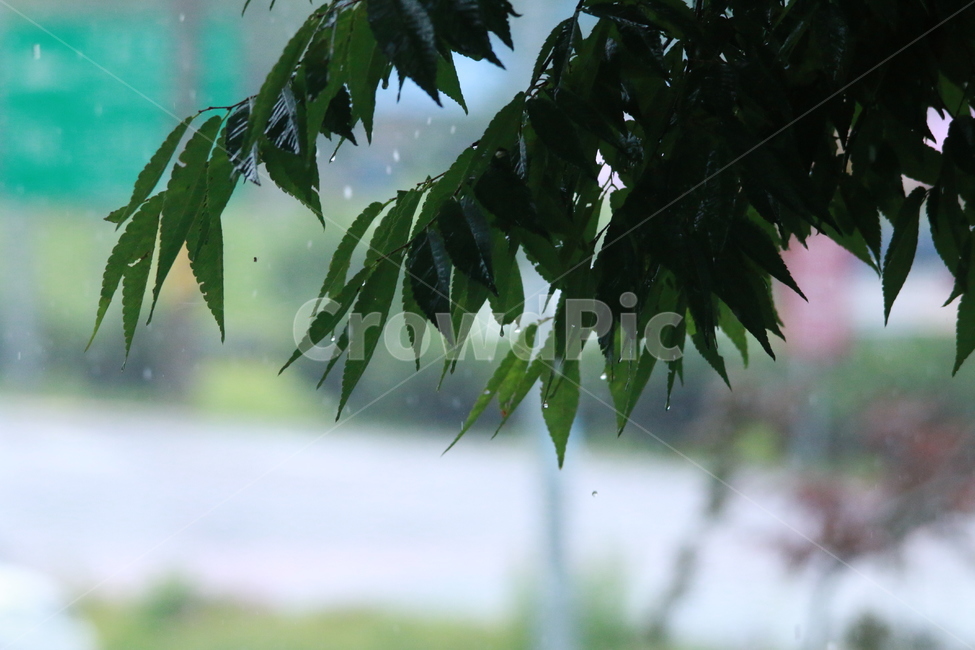 우중출사,여름,장마,비,비방울,식물,자연,plants,nature,비,비오는날,rain,rainy