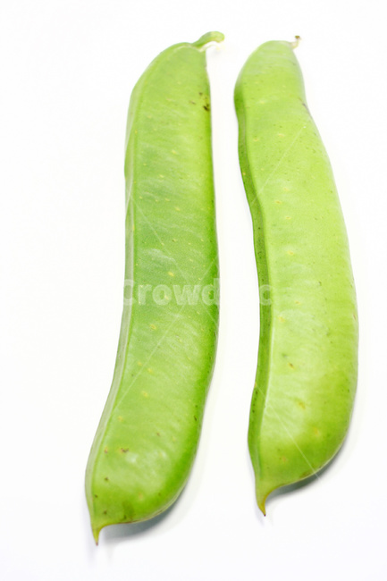콩,작두콩,콩깍지,콩재배,콩농사,농작물,채소,야채,vegetables